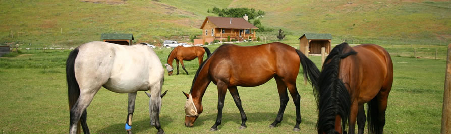 AshtonAnnas Horses