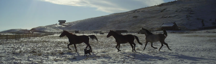 AshtonAnnas Horses running in the snow