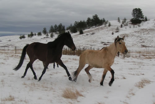 Ashton Anna's Horses