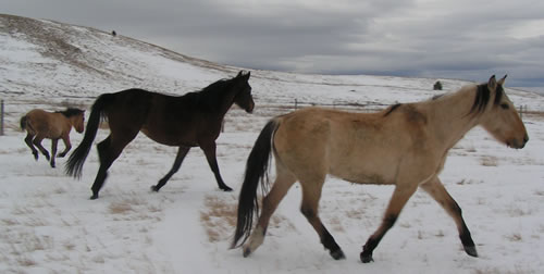 Ashton Anna's Horses