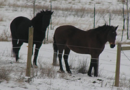 Ashton Anna's Mustangs