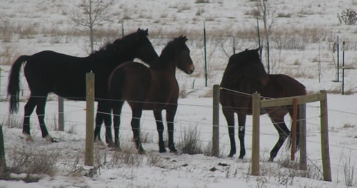 Ashton Anna's Horses