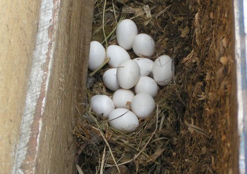 natural Chicken Nest