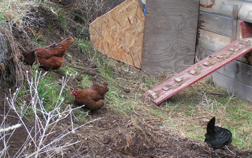 Chickens in their Chicken Run