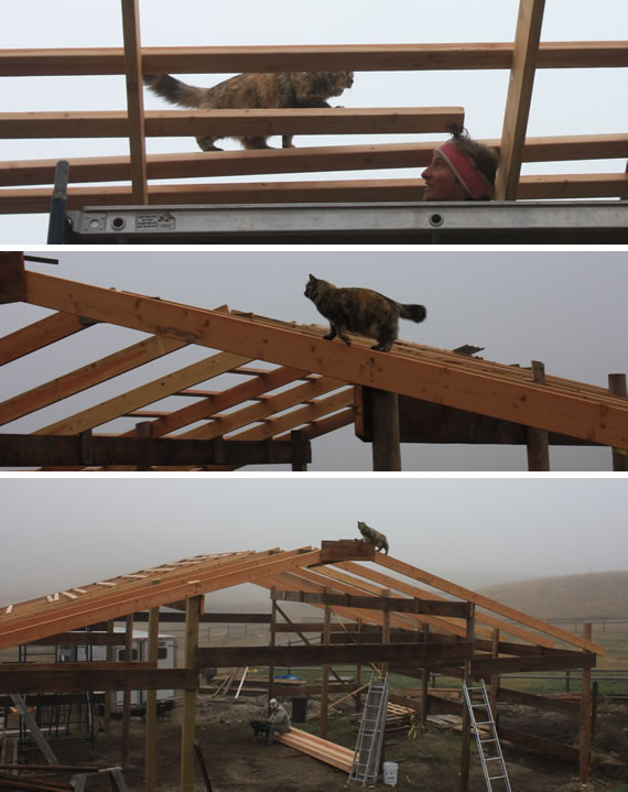 epic barn project rafter scabbing