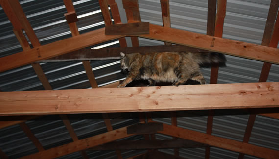 Mocha in the rafters