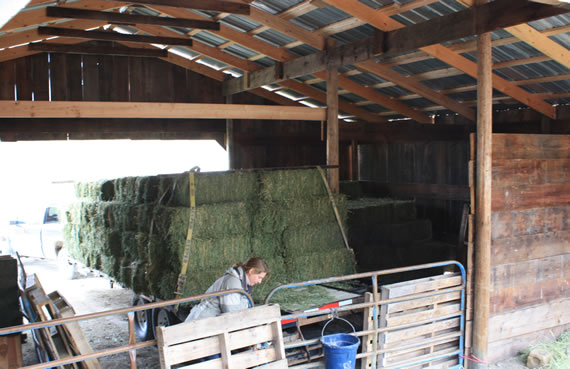 hay in the Epic Barn