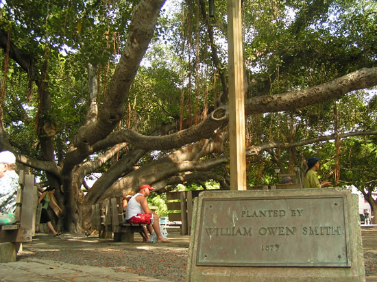 Maui tree