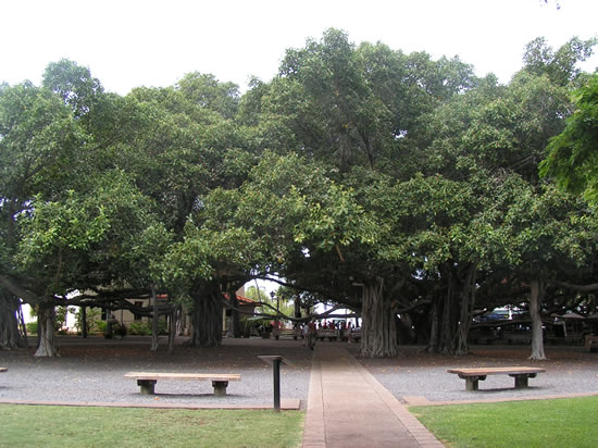 Maui tree