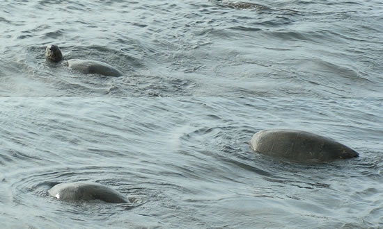 Maui Turtles