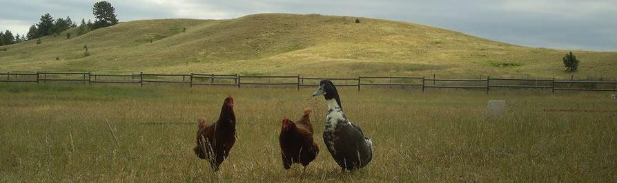 Lanky, Chubby, and Bleu (AshtonAnna's Chickens and Duck)