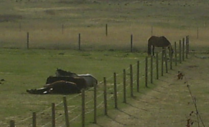 We wake up to 3 horses all in a row