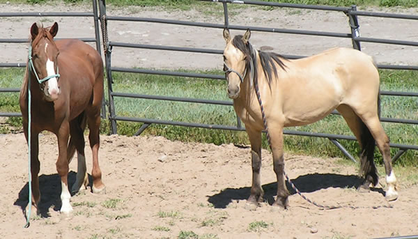 Wild Mustangs