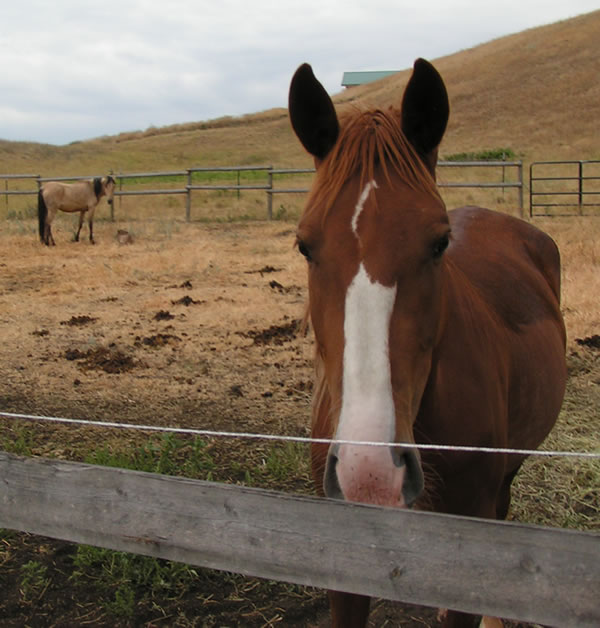 Wild Mustangs