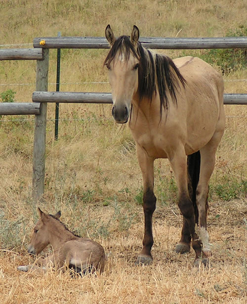 Wild Mustangs