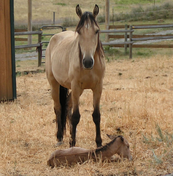 Wild Mustangs