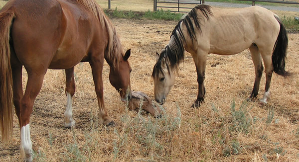 Wild Mustangs