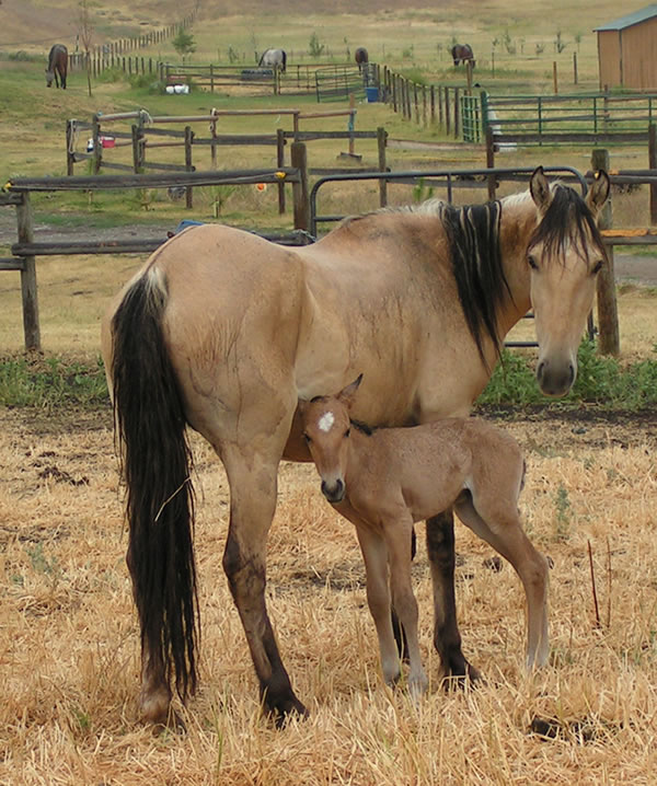 Wild Mustangs