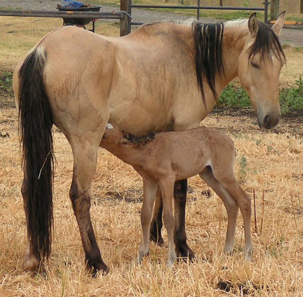 Wild Mustangs