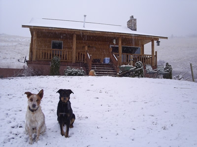 puppies in the snow