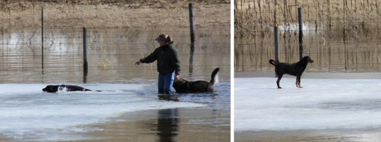 Rosco, Chief and Anna in Lake Anna