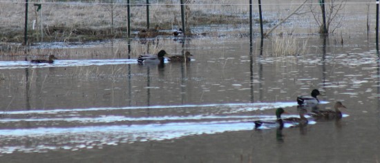 Montana Ducks