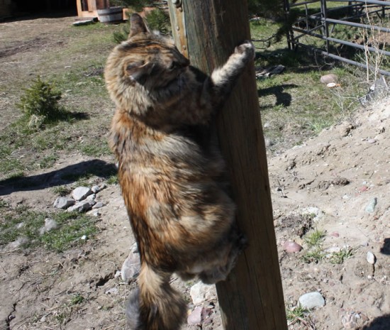 Mocha tree climber